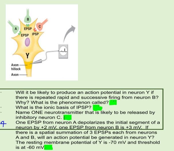 B
EPSP
EPSP IPSP
Y
Axon-
hillock
Αxon-
Will it be likely to produce an action potential in neuron Y if
there is repeated rapid and successive firing from neuron B?
Why? What is the phenomenon called?
What is the ionic basis of IPSP?
Name ONE neurotransmitter that is likely to be released by
inhibitory neuron C.
One EPSP from neuron A depolarizes the initial segment of a
neuron by +2 mV, one EPSP from neuron B is +3 mV. If
there is a spatial summation of 3 EPSPS each from neurons
A and B, will an action potential be generated in neuron Y?
The resting membrane potential of Y is -70 mV and threshold
is at -60 mV.
