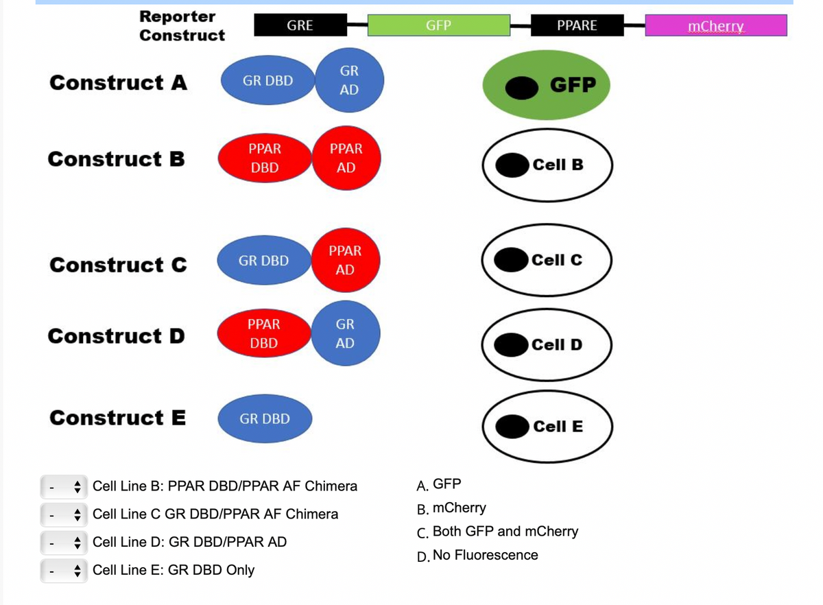 Reporter
Construct
Construct A
Construct B
Construct C
Construct D
Construct E
GR DBD
PPAR
DBD
GRE
GR DBD
PPAR
DBD
GR DBD
GR
AD
PPAR
AD
PPAR
AD
GR
AD
Cell Line B: PPAR DBD/PPAR AF Chimera
Cell Line C GR DBD/PPAR AF Chimera
Cell Line D: GR DBD/PPAR AD
Cell Line E: GR DBD Only
GFP
PPARE
GFP
Cell B
Cell C
Cell D
Cell E
A. GFP
B. mCherry
C. Both GFP and mCherry
D.No Fluorescence
mCherry