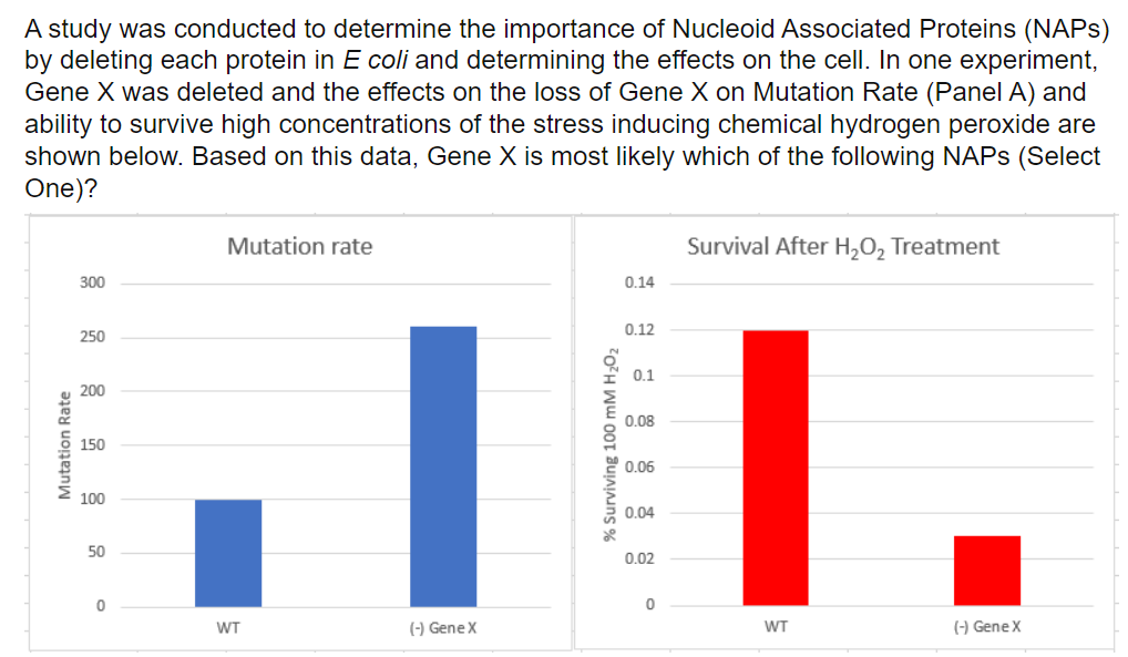 A study was conducted to determine the importance of Nucleoid Associated Proteins (NAPs)
by deleting each protein in E coli and determining the effects on the cell. In one experiment,
Gene X was deleted and the effects on the loss of Gene X on Mutation Rate (Panel A) and
ability to survive high concentrations of the stress inducing chemical hydrogen peroxide are
shown below. Based on this data, Gene X is most likely which of the following NAPs (Select
One)?
Mutation Rate
300
250
200
150
100
50
0
Mutation rate
WT
(-) Gene X
% Surviving 100 mM H₂O₂
0.14
0.12
0.1
0.08
0.06
0.02
0
Survival After H₂O₂ Treatment
WT
(-) Gene X