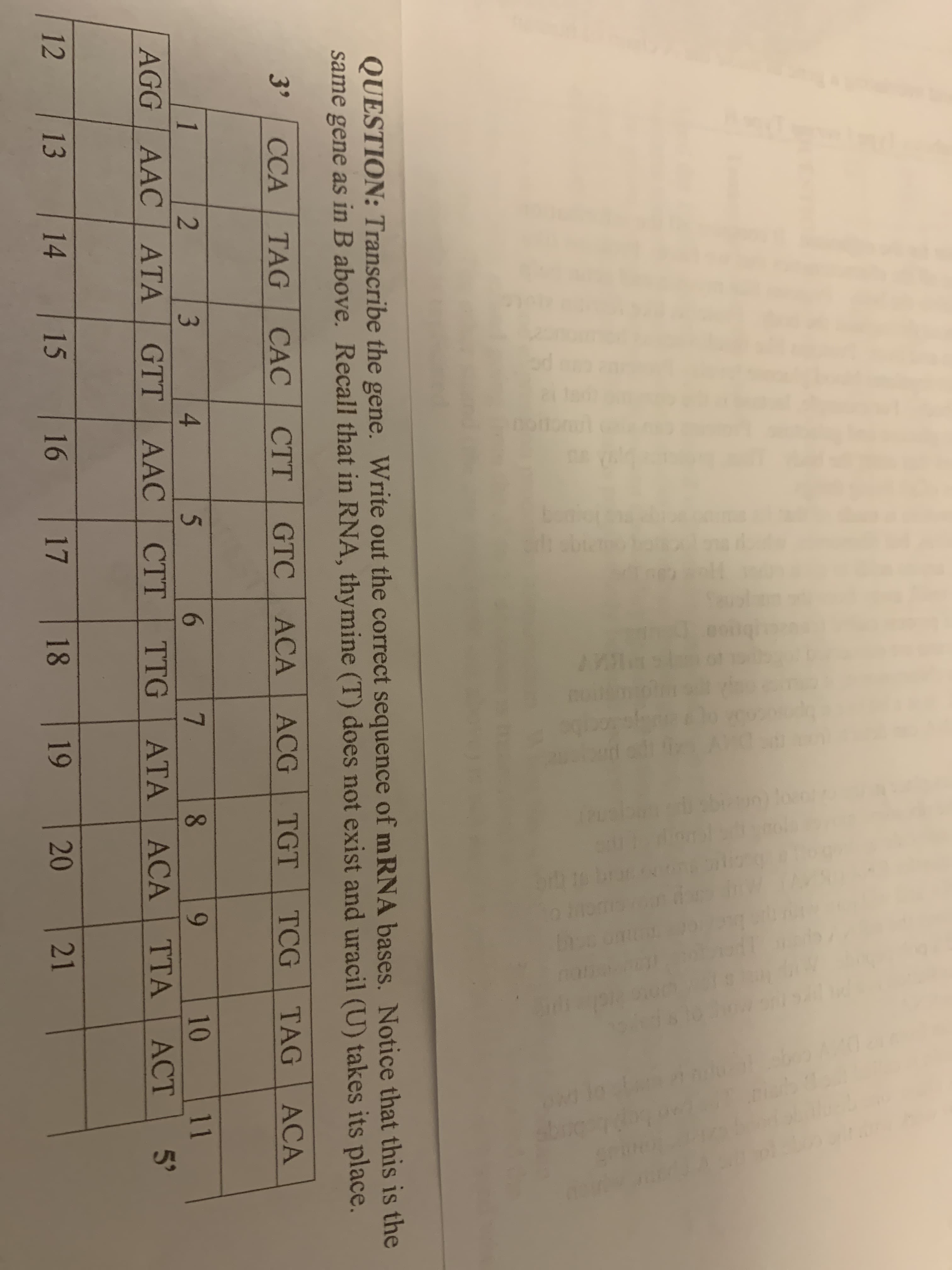 QUESTION: Transcribe the gene. Write out the correct sequence of m RNA bases. Notice that this is the
same gene as in B above. Recall that in RNA, thymine (T) does not exist and uracil (U) takes its place.
3'
ССА
TAG
CÁC
CTT
GTC ACA ACG
TGT
TCG
TAG
ACA
1
3.
4.
6.
7.
8.
9-
10
11
AGG AAC
АТА
ATA
GTT
AAC
CTT
TTG
ATA ACA
ТТА
ACT
12
13
14
15
16
17
18
19
20
| 21
in
