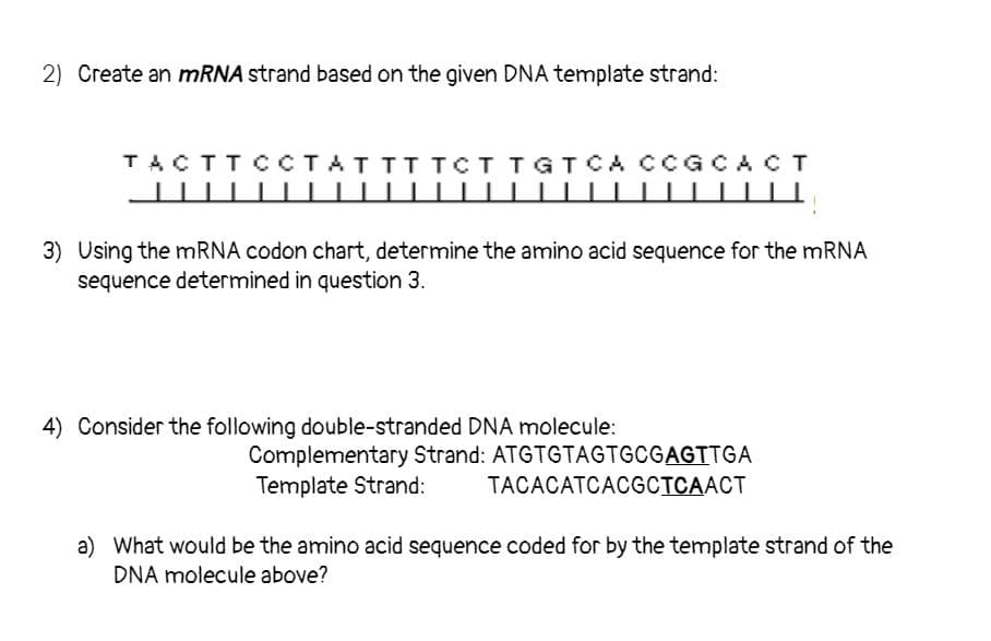 2) Create an MRNA strand based on the given DNA template strand:
TACTTCCTATTITCTTGTCA CCGCACT
3) Using the mRNA codon chart, determine the amino acid sequence for the MRNA
sequence determined in question 3.
4) Consider the following double-stranded DNA molecule:
Complementary Strand: ATGTGTAGTGCGAGTTGA
Template Strand:
TACACATCACGCTCAACT
a) What would be the amino acid sequence coded for by the template strand of the
DNA molecule above?
