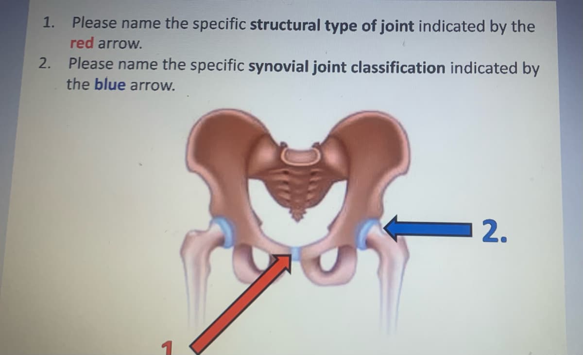 1. Please name the specific structural type of joint indicated by the
red arrow.
Please name the specific synovial joint classification indicated by
the blue arrow.
2.
2.