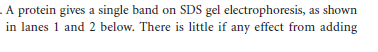 .A protein gives a single band on SDS gel electrophoresis, as shown
in lanes 1 and 2 below. There is little if any effect from adding
