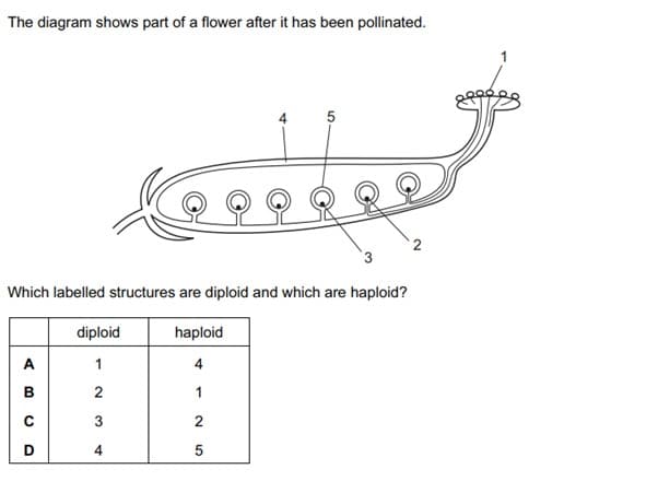 The diagram shows part of a flower after it has been pollinated.
Which labelled structures are diploid and which are haploid?
diploid
haploid
A
1
4
в
2
1
3
4
5
2.
