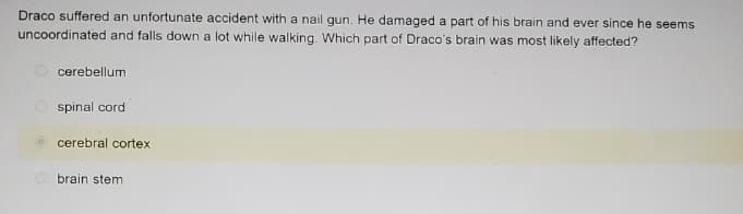 Draco suffered an unfortunate accident with a nail gun. He damaged a part of his brain and ever since he seems
uncoordinated and falls down a lot while walking. Which part of Draco's brain was most likely affected?
cerebellum.
spinal cord
cerebral cortex
brain stem