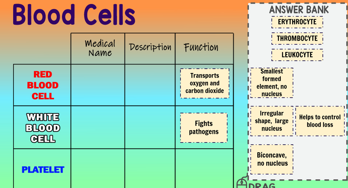 Blood Cells
ANSWER BANK
! ERYTHROCYTE
THROMBOCYTE
Medical
Description Function
Name
LEUKOCYTE
Smallest
RED
BLOOD
Transports
oxygen and
carbon dioxide
formed
; element, no
nucleus
CELL
I! Irregular
! shape, large
WHITE
BLOOD
CELL
Helps to control
blood loss
Fights
pathogens
nucleus
Biconcave,
no nucleus
PLATELET
ADRAG
