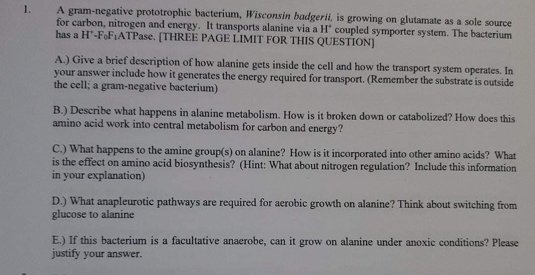 1.
A gram-negative prototrophic bacterium, Wisconsin badgerii, is growing on glutamate as a sole source
for carbon, nitrogen and energy. It transports alanine via a H* coupled symporter system. The bacterium
has a H-FoFIATPase. [THREE PAGE LIMIT FOR THIS QUESTION]
A.) Give a brief description of how alanine gets inside the cell and how the transport system operates. In
your answer include how it generates the energy required for transport. (Remember the substrate is outside
the cell; a gram-negative bacterium)
B.) Describe what happens in alanine metabolism. How is it broken down or catabolized? How does this
amino acid work into central metabolism for carbon and energy?
C.) What happens to the amine group(s) on alanine? How is it incorporated into other amino acids? What
is the effect on amino acid biosynthesis? (Hint: What about nitrogen regulation? Include this information
in your explanation)
D.) What anapleurotic pathways are required for aerobic growth on alanine? Think about switching from
glucose to alanine
E.) If this bacterium is a facultative anaerobe, can it grow on alanine under anoxic conditions? Please
justify your answer.