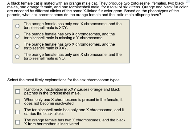 males, one orange female, and one tortoiseshell male, for a total of six kittens. Orange and black fur color
are encoded by different alleles of the same X-linked fur color gene. Based on the phenotypes of the
parents, what sex chromosomes do the orange female and the tortie male offspring have?
The orange female has only one X chromosome, and the
tortoiseshell male is XXY.
The orange female has two X chromosomes, and the
tortoiseshell male is missing a Y chromosome.
The orange female has two X chromosomes, and the
tortoiseshell male is XXY.
The orange female has only one X chromosome, and the
tortoiseshell male is YO.
Select the most likely explanations for the sex chromosome types.
Random X inactivation in XXY causes orange and black
patches in the tortoiseshell male.
When only one X chromosome is present in the female, it
does not become inactivated.
The tortoiseshell male has only one X chromosome, and it
carries the black allele.
The orange female has two X chromosomes, and the black
X from her mother is inactivated.
