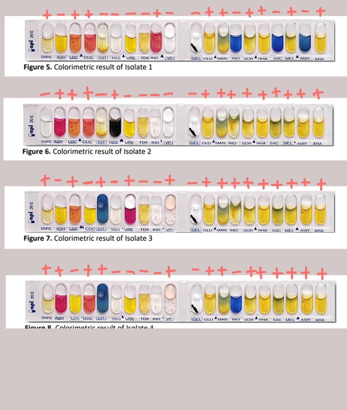 ONPO ADH LOC AODC (CITJ H25 A URE TDA IND
IGELU GLUMAN INO SOR
LVP]
RHA
SAC MEL
AMY
ARA
Figure 5. Colorimetric result of Isolate 1
-++ +- +
- + ++ + + ++ + f
ONPO ADH LOC ODC CITU H2s URE TOA IND LVPJ
IGEL GLU MAN INO SOR RHA SAC MELAMY
ARA
Figure 6. Colorimetric result of Isolate 2
t-+otot--+ -++++++++ t
ONPO ADH LDC ODC LCIT H25 URE TOA IND LVP)
Figure 7. Colorimetric result of Isolate 3
IGELI GLU MAN INO SORRHA SAC MEL
AMY
ARA
--+ - +t-t++++
ONPO ADH
LDC 'ODC [CITI
H2S URE
TDA IND LVP]
IGELI GLU MAN INO SOR RHA SAC MEL
AMY ARA
Ciaure 8. Colorimetric result of Icolate.
Japi 20E
Vapi 20E
Capi 20E
Vapi 20E
