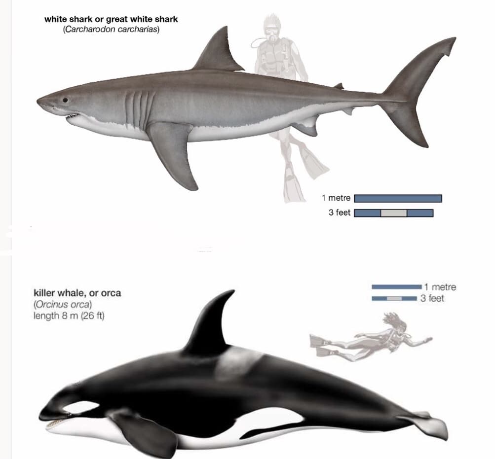 white shark or great white shark
(Carcharodon carcharias)
1 metre
3 feet
1 metre
3 feet
killer whale, or orca
(Orcinus orca)
length 8 m (26 ft)
