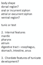 body shape
dorsal region?
oral or incurrent siphon
atrial or excurrent siphon
ventral region?
tunic or test
2. Intermal features
mantle
pharynx
atrium
digestive tract - esophagus,
stomach, intestine, anus
3. Chordate features of tunicate
development?
