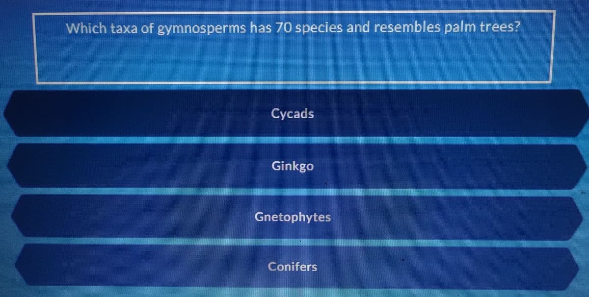 Which taxa of gymnosperms has 70 species and resembles palm trees?
Cycads
Ginkgo
Gnetophytes
Conifers
