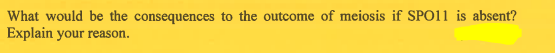 What would be the consequences to the outcome of meiosis if SPO11 is absent?
Explain your reason.
