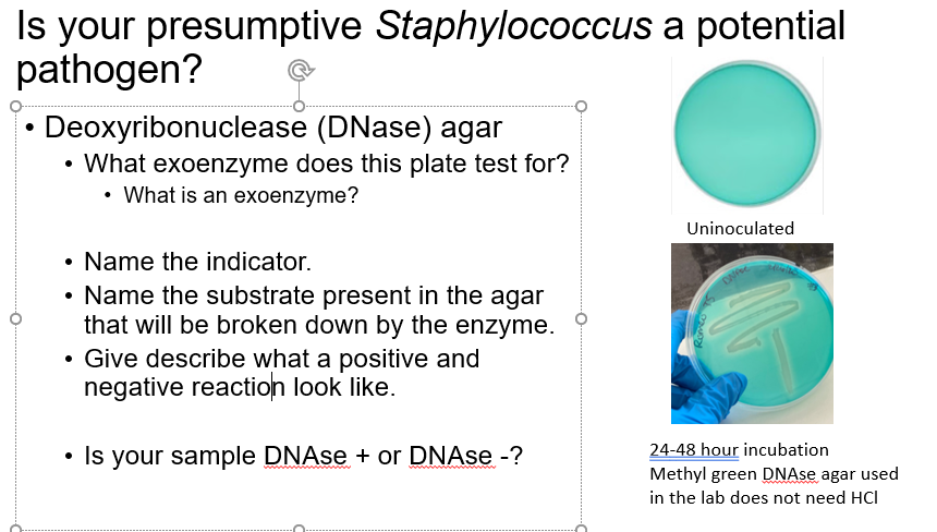 Is your presumptive Staphylococcus a potential
pathogen?
• Deoxyribonuclease (DNase) agar
• What exoenzyme does this plate test for?
• What is an exoenzyme?
Uninoculated
• Name the indicator.
• Name the substrate present in the agar
that will be broken down by the enzyme.
Give describe what a positive and
negative reaction look like.
24-48 hour incubation
Methyl green DNASE agar used
in the lab does not need HCI
• Is your sample DNAse + or DNASE -?
