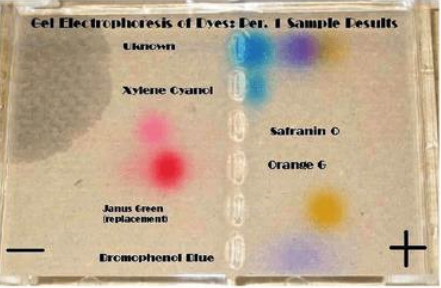 Gel Electrophoresis of Dyes: Der. 1 Sample Results
Uknown
Xylene Cyanol
Janus Green
replacement
Dromophenol Clue
10
Safranin O
Orange G
+