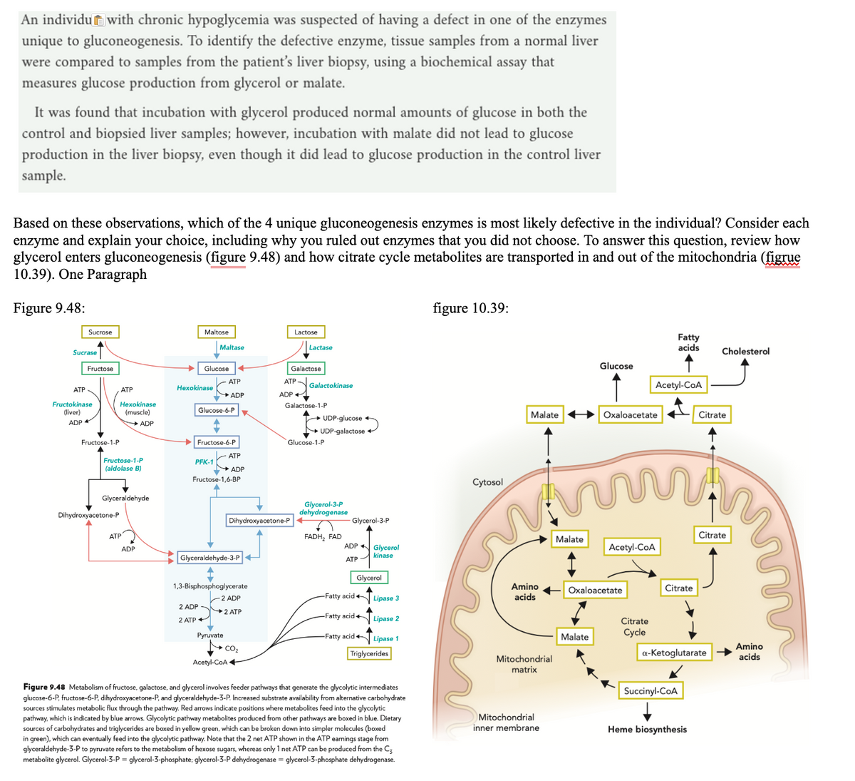 An individu with chronic hypoglycemia was suspected of having a defect in one of the enzymes
unique to gluconeogenesis. To identify the defective enzyme, tissue samples from a normal liver
were compared to samples from the patient's liver biopsy, using a biochemical assay that
measures glucose production from glycerol or malate.
It was found that incubation with glycerol produced normal amounts of glucose in both the
control and biopsied liver samples; however, incubation with malate did not lead to glucose
production in the liver biopsy, even though it did lead to glucose production in the control liver
sample.
Based on these observations, which of the 4 unique gluconeogenesis enzymes is most likely defective in the individual? Consider each
enzyme and explain your choice, including why you ruled out enzymes that you did not choose. To answer this question, review how
glycerol enters gluconeogenesis (figure 9.48) and how citrate cycle metabolites are transported in and out of the mitochondria (figrue
10.39). One Paragraph
Figure 9.48:
Sucrose
Sucrase
Fructose
ATP
Fructokinase
(liver)
ADP 4
Fructose-1-P
ATP
Hexokinase
(muscle)
ADP
Fructose-1-P
(aldolase B)
Dihydroxyacetone-P
Glyceraldehyde
ATP
ADP
Maltose
✓
Glucose
Hexokinase
Maltase
Glucose-6-P
PFK-1
Fructose-6-P
ATP
ADP
2 ADP
2 ATP+
Fructose-1,6-BP
ATP
ADP
Glyceraldehyde-3-P+
I
1,3-Bisphosphoglycerate
Pyruvate
2 ADP
→2 ATP
Acetyl-CoA
CO₂
Dihydroxyacetone-P
Lactose
ATP
ADP
Galactose.
Lactase
Galactokinase
Galactose-1-P
UDP-glucose +
UDP-galactose +
Glucose-1-P
Glycerol-3-P
dehydrogenase
T -Glycerol-3-P
FADH₂ FAD
ADP Glycerol
kinase
ATP
Glycerol
-Fatty acid
-Fatty acid+
-Fatty acid
Lipase 3
Lipase 2
Lipase 1
Triglycerides
Figure 9.48 Metabolism of fructose, galactose, and glycerol involves feeder pathways t t generate the glycolytic intermediates
glucose-6-P, fructose-6-P, dihydroxyacetone-P, and glyceraldehyde-3-P. Increased substrate availability from alternative carbohydrate
sources stimulates metabolic flux through the pathway. Red arrows indicate positions where metabolites feed into the glycolytic
pathway, which is indicated by blue arrows. Glycolytic pathway metabolites produced from other pathways are boxed in blue. Dietary
sources of carbohydrates and triglycerides are boxed in yellow green, which can be broken down into simpler molecules (boxed
in green), which can eventually feed into the glycolytic pathway. Note that the 2 net ATP shown in the ATP earnings stage from
glyceraldehyde-3-P to pyruvate refers to the metabolism of hexose sugars, whereas only 1 net ATP can be produced from the C3
metabolite glycerol. Glycerol-3-P = glycerol-3-phosphate; glycerol-3-P dehydrogenase = glycerol-3-phosphate dehydrogenase.
figure 10.39:
Cytosol
Malate
Amino
acids
Mitochondrial
matrix
Mitochondrial
inner membrane
Malate
Glucose
Malate
Oxaloacetate
Acetyl-CoA
Oxaloacetate
Citrate
Cycle
Fatty
acids
Acetyl-CoA
Citrate
Succinyl-CoA
a-ketoglutarate
Heme biosynthesis
Cholesterol
Citrate
Citrate
ww
Amino
acids