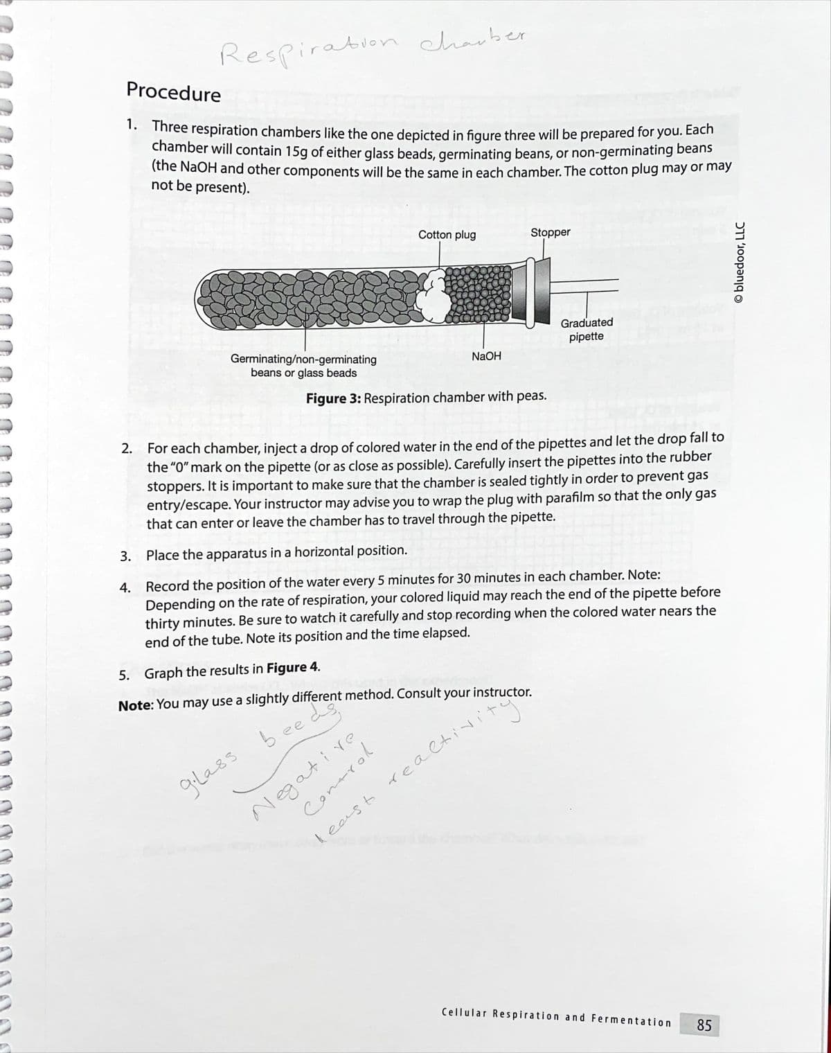 Respiration charber
Procedure
1. Three respiration chambers like the one depicted in figure three will be prepared for you. Each
chamber will contain 15g of either glass beads, germinating beans, or non-germinating beans
(the NaOH and other components will be the same in each chamber. The cotton plug may or may
not be present).
Cotton plug
Stopper
Graduated
pipette
Germinating/non-germinating
beans or glass beads
NaOH
Figure 3: Respiration chamber with peas.
2. For each chamber, inject a drop of colored water in the end of the pipettes and let the drop fall to
the "0" mark on the pipette (or as close as possible). Carefully insert the pipettes into the rubber
stoppers. It is important to make sure that the chamber is sealed tightly in order to prevent gas
entry/escape. Your instructor may advise you to wrap the plug with parafilm so that the only gas
that can enter or leave the chamber has to travel through the pipette.
3. Place the apparatus in a horizontal position.
4. Record the position of the water every 5 minutes for 30 minutes in each chamber. Note:
Depending on the rate of respiration, your colored liquid may reach the end of the pipette before
thirty minutes. Be sure to watch it carefully and stop recording when the colored water nears the
end of the tube. Note its position and the time elapsed.
5. Graph the results in Figure 4.
Note: You may use a slightly different method. Consult your instructor.
gila8s bee
Negatire
keast ealtivi
Cellular Respiration and Fermentation
85
© bluedoor, L
1 רךכ
