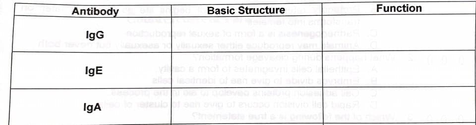 Antibody
Basic Structure
Function
IgG
IgE
IgA
