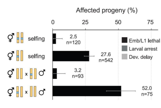 Affected progeny (%)
25
50
75
Ở H selfing
2.5
Emb/L1 lethal
n=120
|Larval arrest
O selfing
27.6
Dev. delay
n=542
3.2
n=93
52.0
n=75
