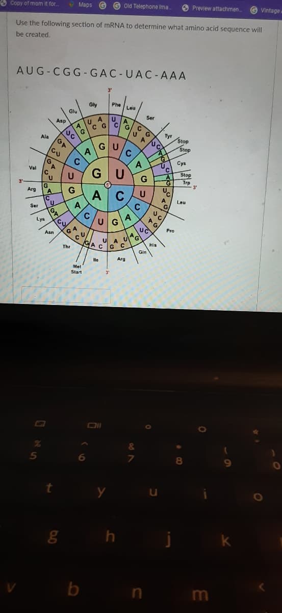 S Copy of mom it for..
O Maps G G Old Telephone Ima
O Preview attachmen.
G Vintage
Use the following section of MRNA to determine what amino acid sequence will
be created.
AUG-CGG- GAC-UAC-AAA
Gly
Phe Leu
Glu
Asp
u A
U A
Ser
A
c G C/G
UC
G
U G
Tyn
Stop
Ala
CU
GU
Stop
A
C
G,
A
A
Суз
Val
Stop
G
Trp
3"
G
Arg
A.
A
A
C
UG
C
Leu
Ser
C
Lys
Cu
GA
UC
Pro
Asn
GA C
His
Thr
G
Gin
lle
Arg
Met
Start
g h
b n
m
