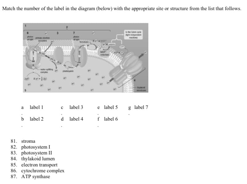 Match the number of the label in the diagram (below) with the appropriate site or structure from the list that follows.
e Ca e
dependet
aon
water-piting
comples
plasticyanin
label 1
label 3
e label 5
g label 7
a
b label 2
d label 4
f label 6
81. stroma
82. photosystem I
83. photosystem II
84. thylakoid lumen
85. electron transport
86. cytochrome complex
87. ATP synthase
