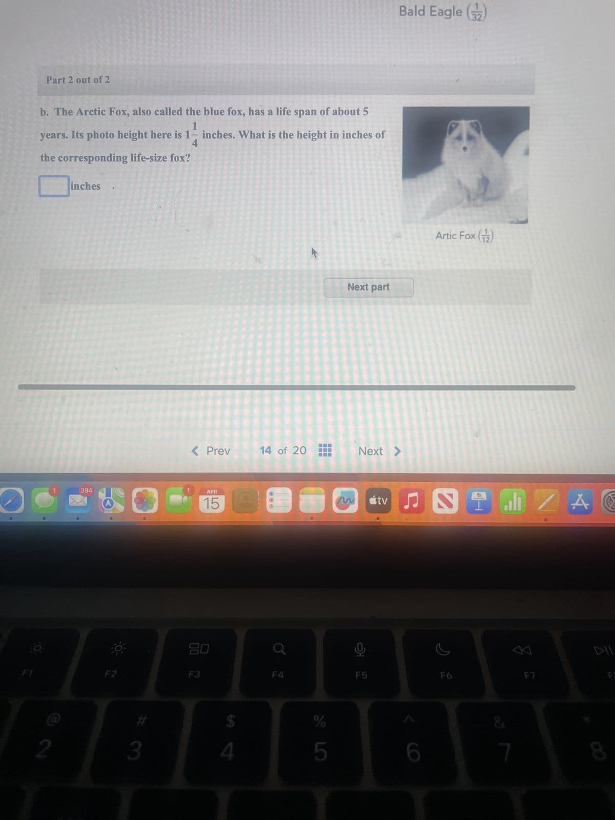 F1
Part 2 out of 2
b. The Arctic Fox, also called the blue fox, has a life span of about 5
1
years. Its photo height here is 1- inches. What is the height in inches of
the corresponding life-size fox?
4
2
inches
394
< Prev
APR
15
Next part
Bald Eagle (32)
14 of 20
Next >
M
<tv
F2
80
F3
F4
어요
F5
$
%
3
4
5
6
Artic Fox (12)
A
F6
F7
DII
FS
7
8