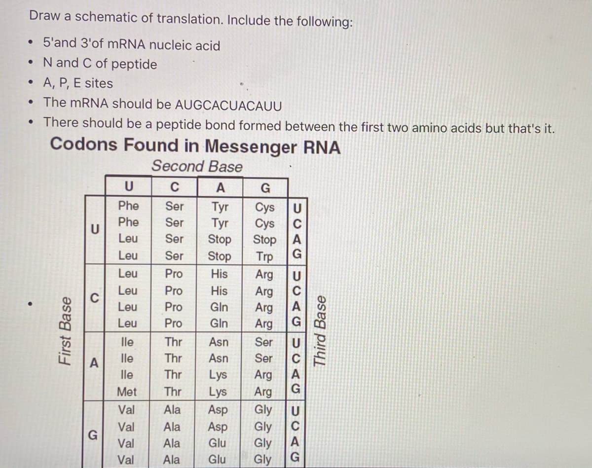 Draw a schematic of translation. Include the following:
• 5'and 3'of MRNA nucleic acid
• N and C of peptide
A, P, E sites
• The mRNA should be AUGCACUACAUU
• There should be a peptide bond formed between the first two amino acids but that's it.
Codons Found in Messenger RNA
Second Base
U
A
G
Phe
Ser
Тyr
Tyr
Stop
Stop
Phe
U
Leu
Ser
Cys
Ser
Leu
Ser
Trp
Leu
Pro
His
Arg
Arg
Arg
Arg
Leu
Pro
His
Leu
Pro
Gln
Leu
Pro
Gln
lle
Thr
Asn
Ser
A
lle
Thr
Asn
Ser
lle
Thr
Lys
Arg
Met
Thr
Lys
Arg
Asp
Gly
Gly
Gly
Gly
Val
Ala
Val
Ala
Asp
G
Val
Ala
Glu
Val
Ala
Glu
Third Base
UCAG
UCAG UCAG
UCAG
First Base
