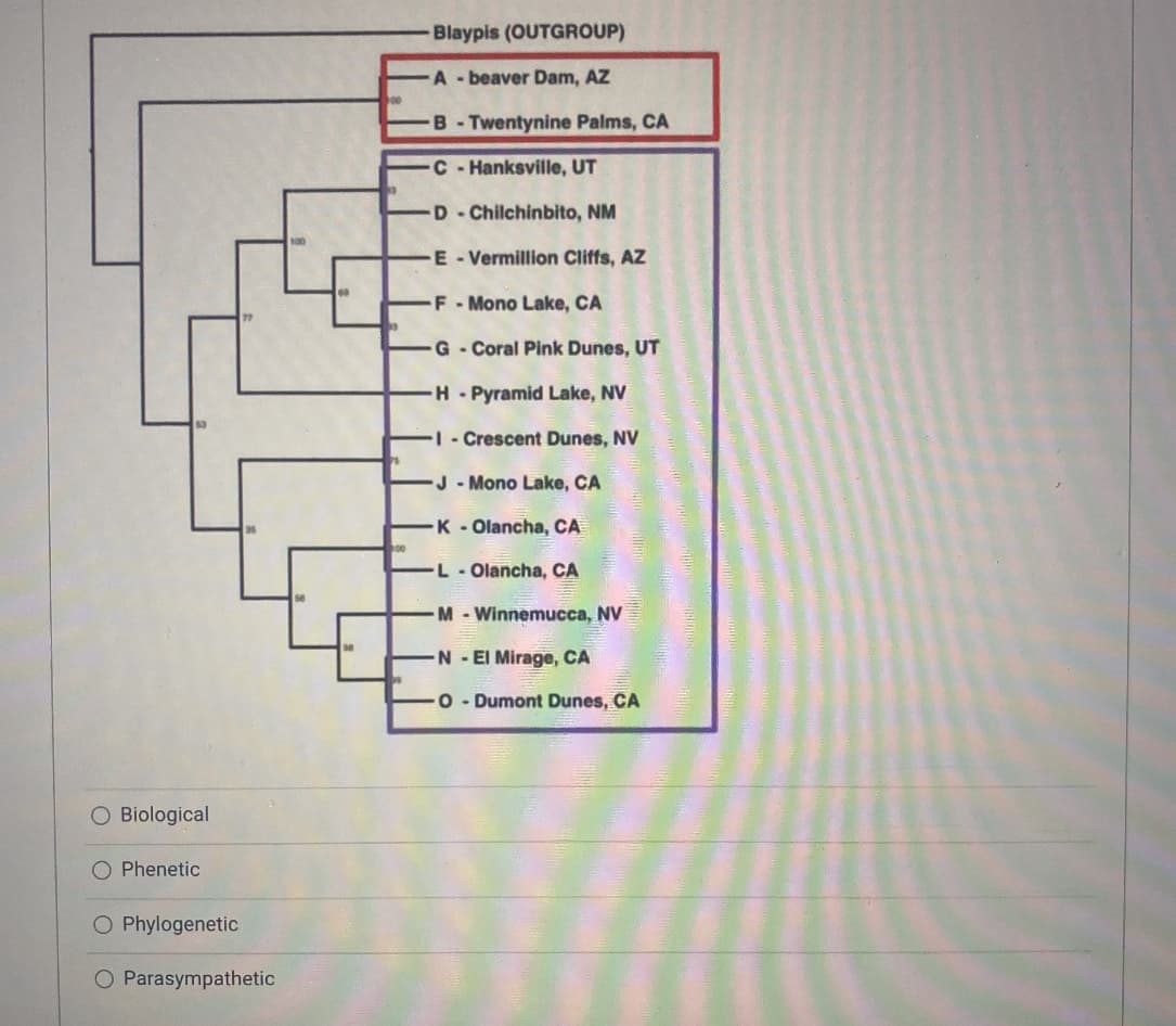 O Biological
O Phenetic
Phylogenetic
Parasympathetic
60
00
200
Blaypis (OUTGROUP)
A beaver Dam, AZ
B-Twentynine Palms, CA
C-Hanksville, UT
D-Chilchinbito, NM
E-Vermillion Cliffs, AZ
F-Mono Lake, CA
G-Coral Pink Dunes, UT
H-Pyramid Lake, NV
-I- Crescent Dunes, NV
J-Mono Lake, CA
-K-Olancha, CA
L- Olancha, CA
-M-Winnemucca, NV
-N-El Mirage, CA
O-Dumont Dunes, CA