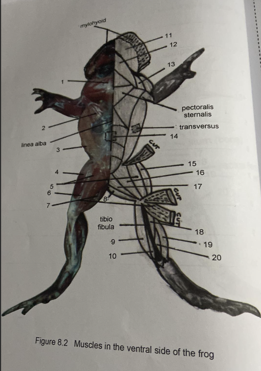 2
linea alba
5
6
7
3
4
mylohyoid
8
tibio
fibula
9
10
CUT
11
12
13
14
pectoralis
sternalis
transversus
15
16
17
18
19
20
Figure 8.2 Muscles in the ventral side of the frog