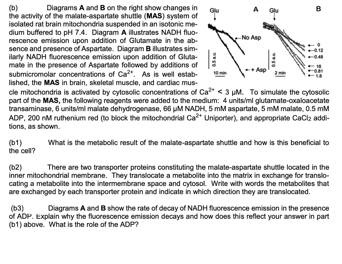 (b)
the activity of the malate-aspartate shuttle (MAS) system of
isolated rat brain mitochondria suspended in an isotonic me-
dium buffered to pH 7.4. Diagram A illustrates NADH fluo-
rescence emission upon addition of Glutamate in the ab-
sence and presence of Aspartate. Diagram B illustrates sim-
ilarly NADH fluorescence emission upon addition of Gluta-
mate in the presence of Aspartate followed by additions of
submicromolar concentrations of Ca2+. As is well estab-
lished, the MAS in brain, skeletal muscle, and cardiac mus-
Diagrams A and B on the right show changes in
Glu
A Glu
В
-No Asp
+ 0
+0.12
-0.48
+ 16
0.81
+1.8
++
Asp
10 min
2 min
cle mitochondria is activated by cytosolic concentrations of Ca2* < 3 µM. To simulate the cytosolic
part of the MAS, the following reagents were added to the medium: 4 units/ml glutamate-oxaloacetate
transaminase, 6 units/ml malate dehydrogenase, 66 µM NADH, 5 mM aspartate, 5 mM malate, 0.5 mM
ADP, 200 nM ruthenium red (to block the mitochondrial Ca2* Uniporter), and appropriate CaCl2 addi-
tions, as shown.
(b1)
the cell?
What is the metabolic result of the malate-aspartate shuttle and how is this beneficial to
(b2)
inner mitochondrial membrane. They translocate a metabolite into the matrix in exchange for translo-
cating a metabolite into the intermembrane space and cytosol. Write with words the metabolites that
are exchanged by each transporter protein and indicate in which direction they are translocated.
There are two transporter proteins constituting the malate-aspartate shuttle located in the
(b3)
of ADP. Explain why the fluorescence emission decays and how does this reflect your answer in part
(b1) above. What is the role of the ADP?
Diagrams A and B show the rate of decay of NADH fluorescence emission in the presence
0.5 a.u.
'n'e G'o
