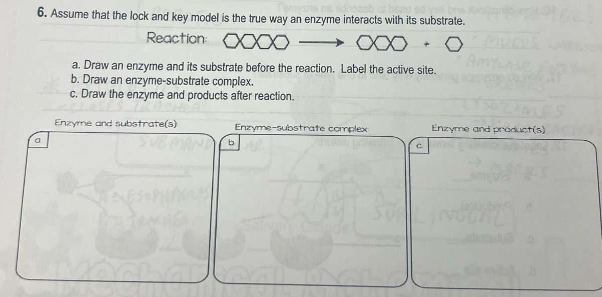 mysne nis
ed yex bris
6. Assume that the lock and key model is the true way an enzyme interacts with its substrate.
Reaction: XXXXXXX
a. Draw an enzyme and its substrate before the reaction. Label the active site.
b. Draw an enzyme-substrate complex.
c. Draw the enzyme and products after reaction.
mucus
ASE
Enzyme and substrate(s)
a
ESOPHAGUS
b.
Enzyme-substrate complex
Enzyme and product(s)
C.