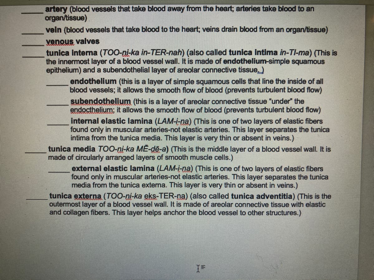 artery (blood vessels that take blood away from the heart; arteries take blood to an
organ/tissue)
veln (blood vessels that take blood to the heart; veins drain blood from an organ/tissue)
venous valves
tunica interna (TOO-ni-ka in-TER-nah) (also called tunica intima in-Tl-ma) (This is
the innermost layer of a blood vessel wall. It is made of endothelium-simple squamous
epithelium) and a subendothelial layer of areolar connective tissue)
endothelium (this is a layer of simple squamous cells that line the inside of all
blood vessels; it allows the smooth flow of blood (prevents turbulent blood flow)
subendothelium (this is a layer of areolar connective tissue "under" the
endocthelium; it allows the smooth flow of blood (prevents turbulent blood flow)
internal elastic lamina (LAM-i-na) (This is one of two layers of elastic fibers
found only in muscular arteries-not elastic arteries. This layer separates the tunica
intima from the tunica media. This layer is very thin or absent in veins.)
tunica media TOO-ni-ka MĒ-dē-a) (This is the middle layer of a blood vessel wall. It is
made of circularly arranged layers of smooth muscle cells.)
external elastic lamina (LAM-i-na) (This is one of two layers of elastic fibers
found only in muscular arteries-not elastic arteries. This layer separates the tunica
media from the tunica externa. This layer is very thin or absent in veins.)
tunica externa (TOO-ni-ka eks-TER-na) (also called tunica adventitia) (This is the
outermost layer of a blood vessel wall. It is made of areolar connective tissue with elastic
and collagen fibers. This layer helps anchor the blood vessel to other structures.)
I=