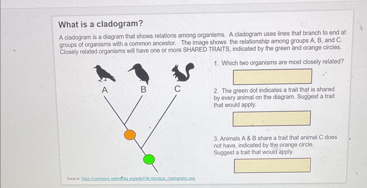 What is a cladogram?
A cladogram is a diagram that shows relations among organisms. A cladogram uses lines that branch to end at
groups of organisms with a common ancestor. The image shows the relationship among groups A, B, and C.
Closely related organisms will have one or more SHARED TRAITS, indicated by the green and orange circles.
1. Which two organisms are most closely related?
2. The green dot indicates a trait that is shared
by every animal on the diagram. Suggest a trait
that would apply.
3. Animals A & B share a trait that animal C does
not have, indicated by the orange circle.
Suggest a trait that would apply.
Source: https//commons wikimedia org/wiki/File Identical cladograms svg
B.
