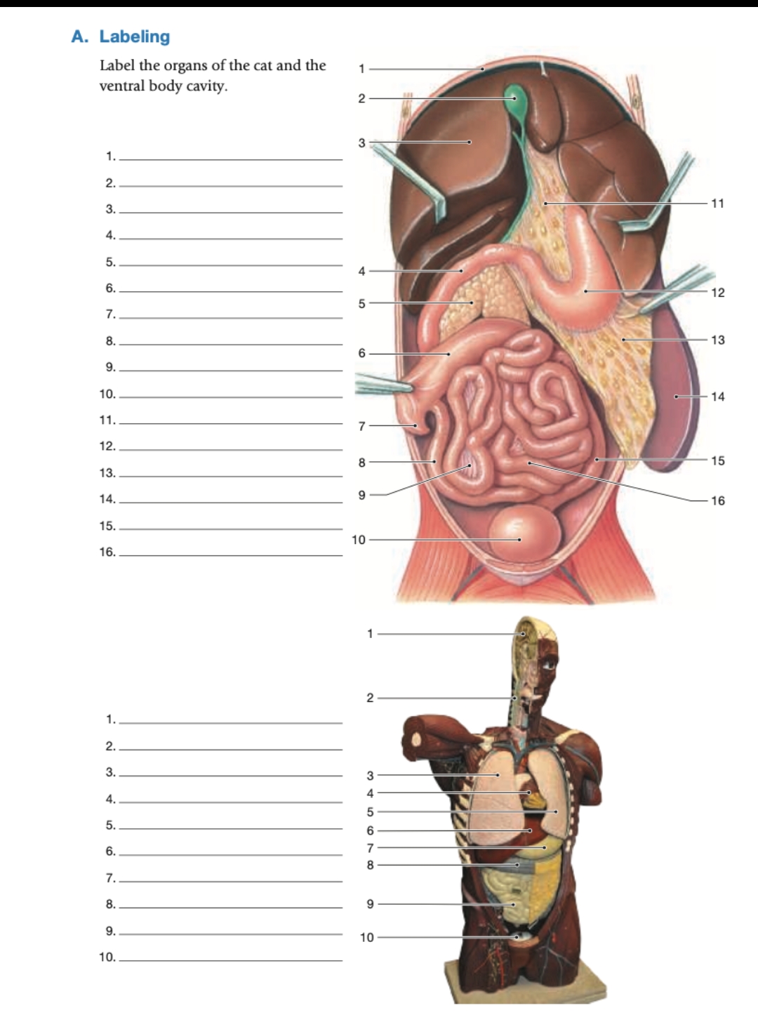 A. Labeling
Label the organs of the cat and the
ventral body cavity.
1.
2.
3.
4.
5.
6.
7.
8.
9.
10.
11.
12.
13.
14.
15.
16.
1.
2.
3.
4.
5.
6.
7.
8.
9.
10.
1
2
3
7
8
9
10
1
2
3
4
5
6
7
8
9
10
11
12
13
14
15
16