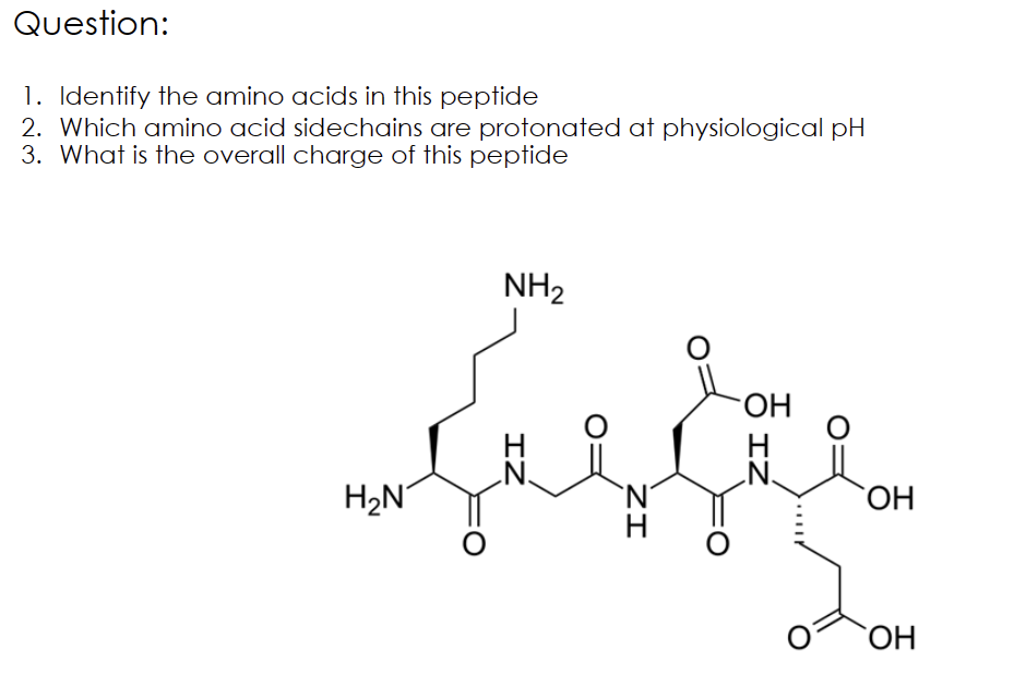 Question:
1. Identify the amino acids in this peptide
2. Which amino acid sidechains are protonated at physiological pH
3. What is the overall charge of this peptide
H₂N
O
NH₂
IZ
ZI
O
OH
IZ
OH
OH