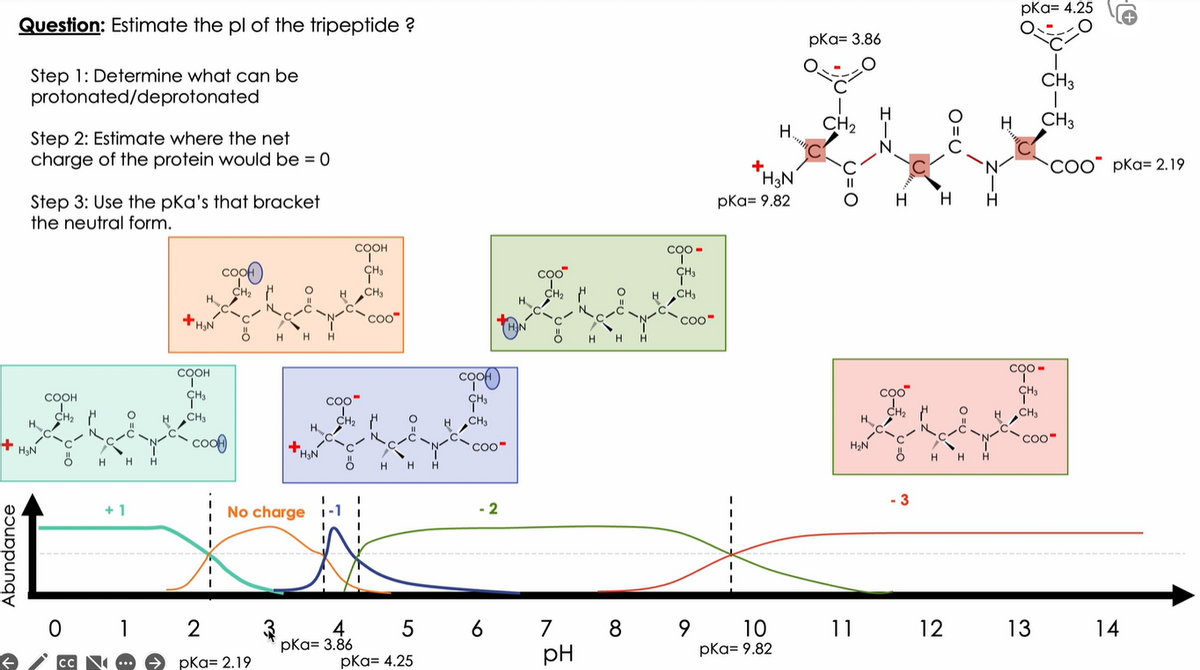 Question: Estimate the pl of the tripeptide ?
Step 1: Determine what can be
protonated/deprotonated
Abundance
Step 2: Estimate where the net
charge of the protein would be = 0
Step 3: Use the pka's that bracket
the neutral form.
+H₂N
COOH
تیار کیا ہے
CH₂
H
CC
H
+1
H₂N
H
COOH
CH3
CH3
0 1 2
cook
CH₂
coof
H
pkg= 2.19
O
H
H₂N
No charge
H
H
соон
CH3
CH3
3 4
pka= 3.86
Coo
COO™
CH₂ H
H H
coof
CH3
CH3
pka= 4.25
COO
- 2
5 6
6
Coo
J.
CH₂
7
pH
O
H H
8
H
coo-
CH3
CH3
COO"
9
+
Н.
H3N
pka= 9.82
10
pka= 9.82
pka= 3.86
CH₂
H₂N
11
H H H
coo
CH₂ p
- 3
O=C
H H H
12
H
pka= 4.25
O
CH3
1
CH3
coo-
CH3
CH3
COO
13
COO pka= 2.19
coo
14