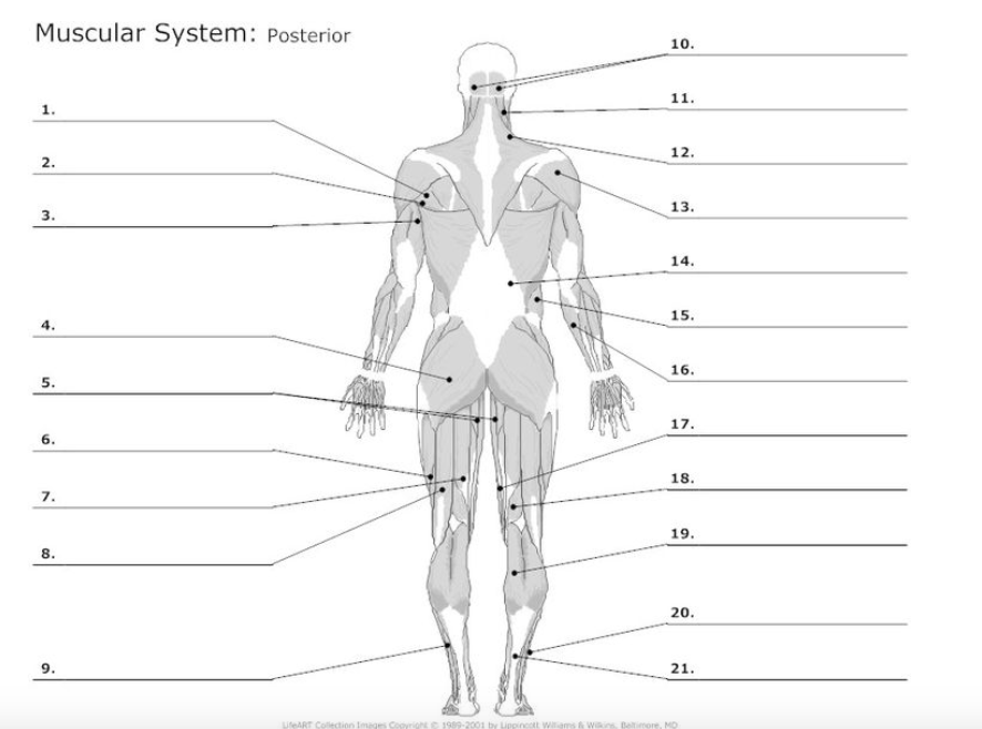 Muscular System: Posterior
1.
2.
3.
4.
5.
6.
7.
8.
9.
10.
11.
12.
13.
14.
15.
16.
17.
18.
19.
20.
21.
LifeART Collection Images Copyright © 1989-2001 by Lippincott Williams & Wilkins, Baltimore, MD