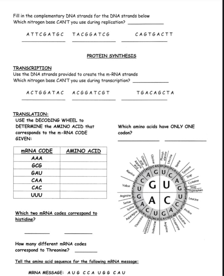 Fill in the complementary DNA strands for the DNA strands below
Which nitrogen base CAN'T you use during replication?
ATTCGATGC
TACGGATCG
CAGTGACTT
PROTEIN SYNTHESIS
TRANSCRIPTION
Use the DNA strands provided to create the m-RNA strands
Which nitrogen base CAN'T you use during transcription?
ACTGGATAC
ACGGATCGT
TGACAGCT A
TRANSLATION:
USE the DECODING WHEEL to
DETERMINE the AMINO ACID that
Which amino acids have ONLY ONE
corresponds to the m-RNA CODE
GIVEN:
codon?
MRNA CODE
AMINO ACID
AAA
GCG
Tyrosine
Stop
GAU
Alanine
GU
A
C
CAA
GU
Cysteine
Stop
Loyptophan
U
CAC
Valne
UUU
Arginine
AC
A
Leucine
Serine
Which two mRNA codes correspond to
histidine?
lysine
A
Proine
Asparagine
CACUCA
How many different MRNA codes
correspond to Threonine?
Tell the amino acid sequence for the following MRNA message:
MRNA MESSAGE: AUG CCA UGG CAU
Phenyl-
alanine
Leucine
Serine
aid
Aspartik
Glutamk
Glydne
acid
Methionine
soleucine
Histidine
Glutamine
Arginine
Threonine
