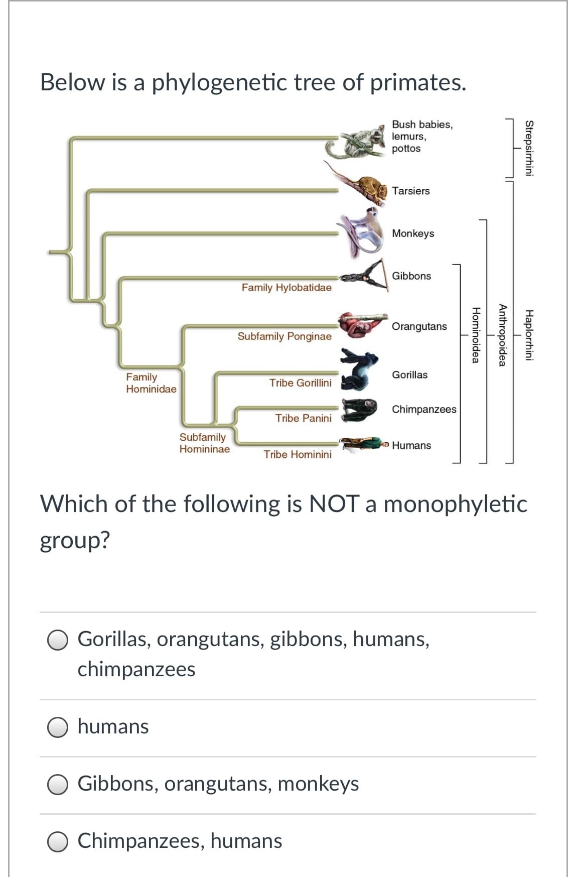 Below is a phylogenetic tree of primates.
Bush babies,
lemurs,
pottos
Tarsiers
Monkeys
Gibbons
Family Hylobatidae
Orangutans
Subfamily Ponginae
Gorillas
Family
Hominidae
Tribe Gorillini
Chimpanzees
Tribe Panini
Subfamily
Homininae
ko Humans
Tribe Hominini
Which of the following is NOT a monophyletic
group?
O Gorillas, orangutans, gibbons, humans,
chimpanzees
O humans
Gibbons, orangutans, monkeys
Chimpanzees, humans
Strepsirrhini
Haplorrhini
Anthropoidea
Hominoidea
