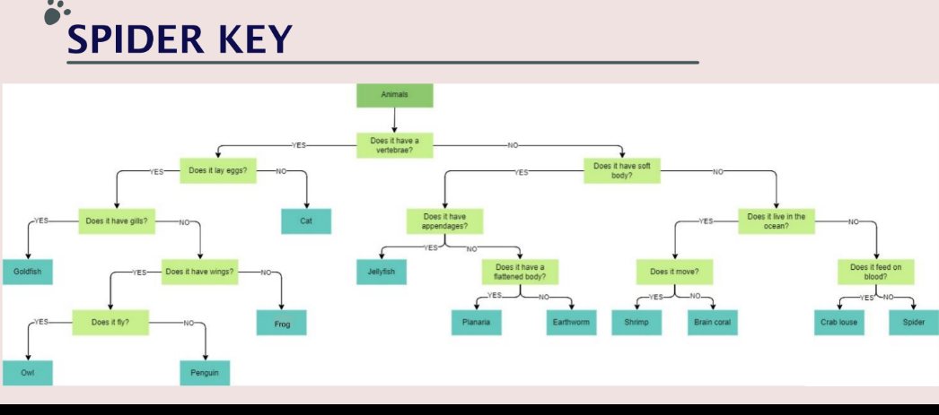 SPIDER KEY
Animals
Does it have a
vertebrae?
Does it have soft
body?
Does it lay eggs?
Does it have
Does it live in the
ocean?
Does it have gills?
Cat
YES-
appendages?
YES
Does it have a
Does it feed on
Goldfish
YES
-Does it have wings?
Jellyfish
Does it move?
fattened body?
blood?
YES.
Does it fy?
Frog
Planaria
Earthworm
Shrimp
Brain coral
Crab louse
Spider
Owl
Penguin
