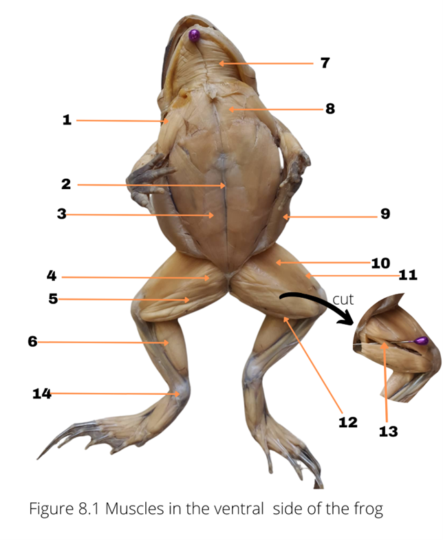 7
8
1
2
3
10
11
4
5
cut
6
14
12
13
Figure 8.1 Muscles in the ventral side of the frog
