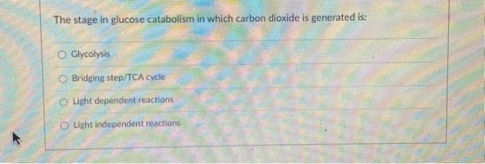 The stage in glucose catabolism in which carbon dioxide is generated is:
O Glycolysis
O Bridging step/TCA cycle
Light dependent reactions
O Light independent reactions