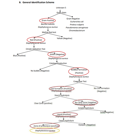 B. General Identification Scheme
Unknown 5
Gram Stain
Gram Negative
Gram Positive
Bacillus subtilis
Staphylocoçcus oureus
Escherichia coli
Proteus vulgaris
Pseudomonas oeruginosa
Chromobacterium
Methyl-Red test
Yellow (Negative)
Red (Positive)
Stophylococcus dureus
Citrate Utlization Test
Green (Negative)
Staphylocpccus aureus
Blue Positive)
Catalase Production
No bubble (Negative)
BUBBLE Tormation
(Positive)
Staphylocoçcus aureus
Coagulase Test
No Cloflormation
Clot formation (Positive)
Stophylo
Starch Hydrolysis
(Negative)
No Clear Zone (negative)
Staphylococcus quce
Gelatin Hydrolysis
Clear Zone (positive)
Solid Negative)
Liquid (Positive)
Stopnylopoctus guTEUS
Casein Hydrolysis
Opaque (Negative)
Zone of proteolysis (positive
Staphylococcus eureus
