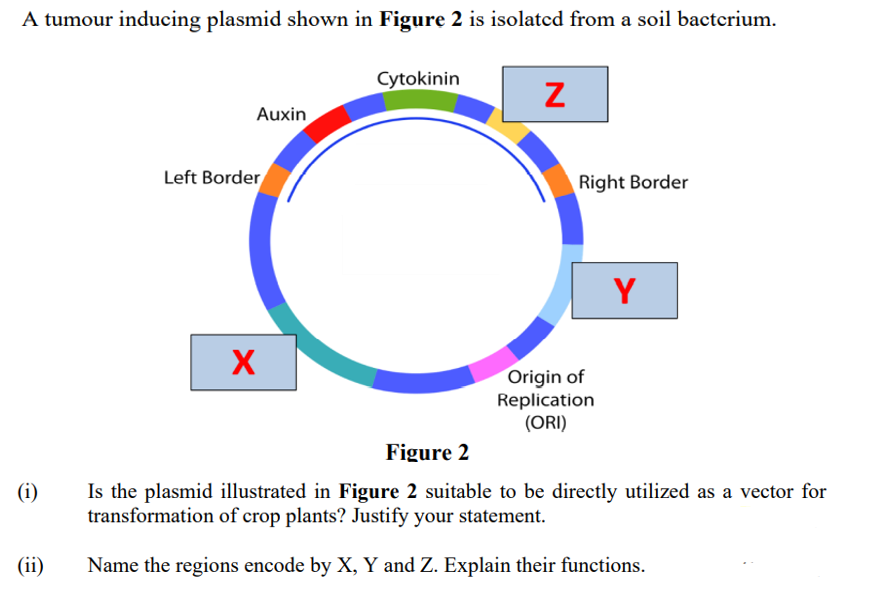 A tumour inducing plasmid shown in Figure 2 is isolated from a soil bacterium.
(i)
(ii)
Auxin
Left Border
X
Cytokinin
Z
Right Border
Origin of
Replication
(ORI)
Y
Figure 2
Is the plasmid illustrated in Figure 2 suitable to be directly utilized as a vector for
transformation of crop plants? Justify your statement.
Name the regions encode by X, Y and Z. Explain their functions.