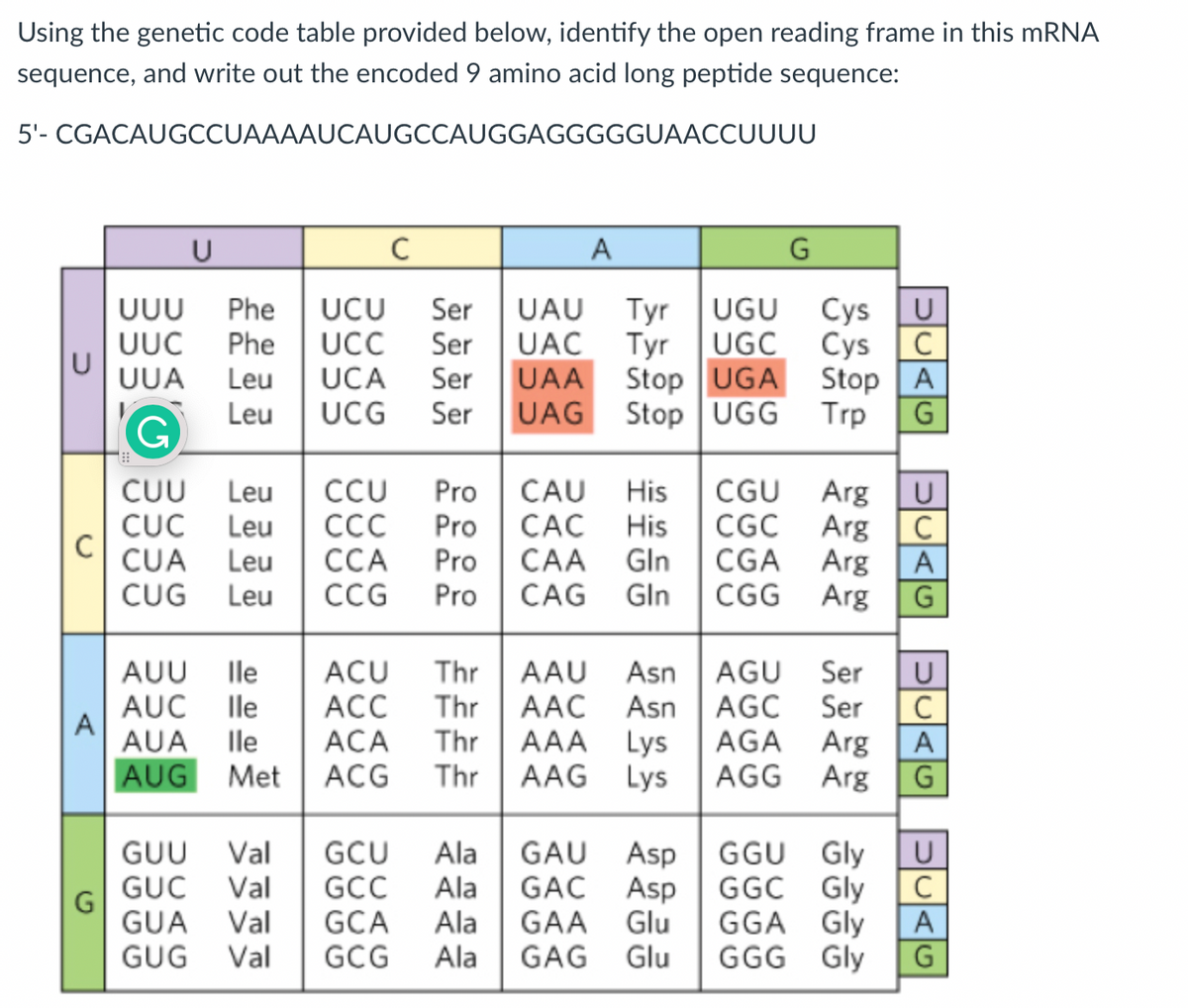 Using the genetic code table provided below, identify the open reading frame in this mRNA
sequence, and write out the encoded 9 amino acid long peptide sequence:
5'- CGACAUGCCUAAAAUCAUGCCAUGGAGGGGGUAACCUUUU
C
A
G
U
UUU Phe UCU Ser
UUC Phe UCC Ser UAC
UCA Ser UAA
UCG Ser
UAG
UUA Leu
Leu
G
C
CUU Leu
CUC Leu CCC
CUA Leu
CUG Leu
AUU lle
AUC lle
AUA lle
AUG Met ACG
ACU
Thr
ACC
Thr
ACA Thr
Thr
A
UAU Tyr
UGU Cys
Tyr UGC Cys
CCU Pro CAU His CGU Arg
Pro CAC His
Pro CAA Gln
CGC Arg
CGA
Arg
CCA
CCG Pro
CAG Gln CGG
Arg
GUU Val GCU
Ala
GAU
GUC Val GCC
Ala
GAC
GUA Val GCA Ala
GAA
GUG Val GCG Ala GAG
Stop UGA
Stop UGG
AAU Asn
AAC
AAA
AAG
AGU
Asn AGC
G
Lys
Lys
Asp
Asp
Glu
Glu
Stop A
Trp
Ser
Ser
AGA Arg
AGG Arg
GGU Gly
GGC Gly
UCAG
GGA Gly
GGG Gly
с
U
C
A
G
U
C
A
G
U
C
A
G