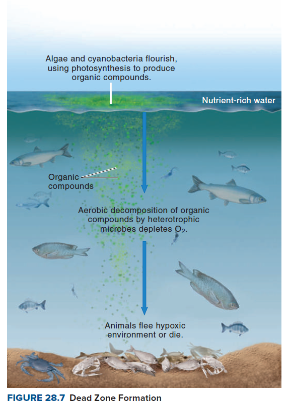 Algae and cyanobacteria flourish,
using photosynthesis to produce
organic compounds.
Nutrient-rich water
Organic -
compounds
Aerobic decomposition of organic
compounds by heterotrophic
microbes depletes O2.
Animals flee hypoxic
environment or die.
FIGURE 28.7 Dead Zone Formation
