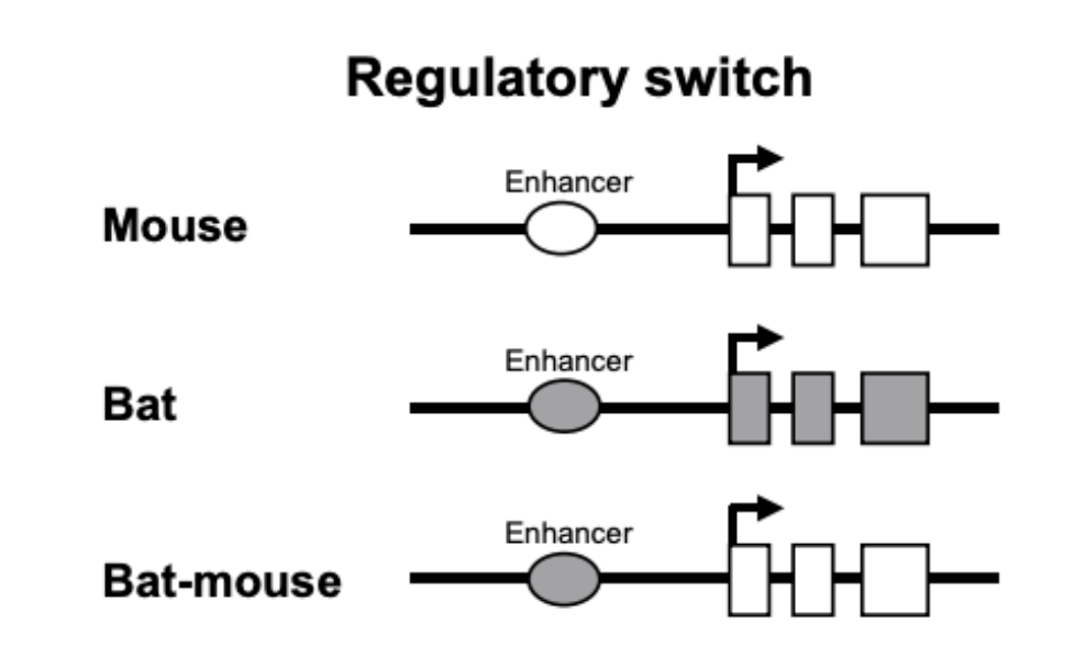 Regulatory switch
Enhancer
Mouse
Enhancer
Bat
Go-
Enhancer
Bat-mouse

