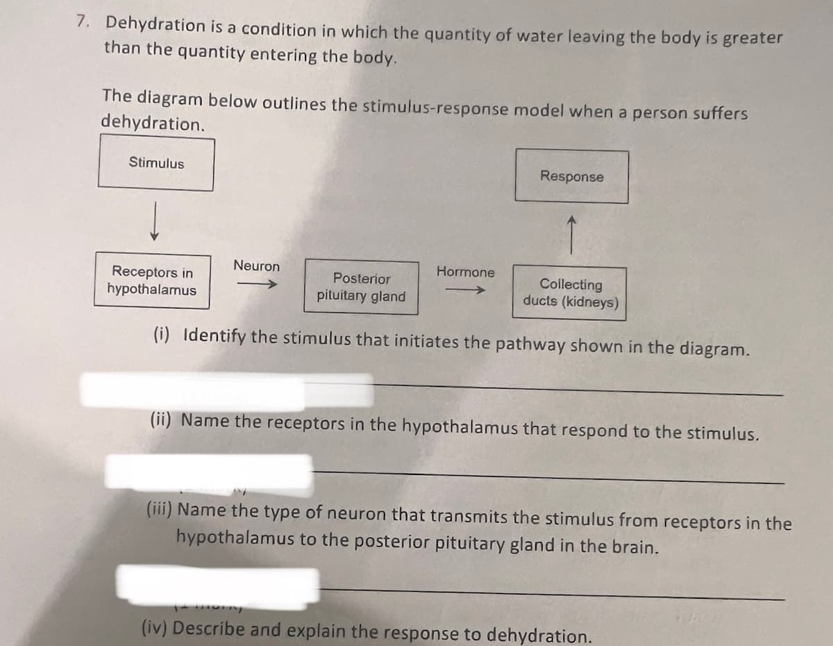 7. Dehydration is a condition in which the quantity of water leaving the body is greater
than the quantity entering the body.
The diagram below outlines the stimulus-response model when a person suffers
dehydration.
Stimulus
Neuron
Response
Hormone
Receptors in
hypothalamus
Posterior
pituitary gland
Collecting
ducts (kidneys)
(i) Identify the stimulus that initiates the pathway shown in the diagram.
(ii) Name the receptors in the hypothalamus that respond to the stimulus.
(iii) Name the type of neuron that transmits the stimulus from receptors in the
hypothalamus to the posterior pituitary gland in the brain.
(iv) Describe and explain the response to dehydration.