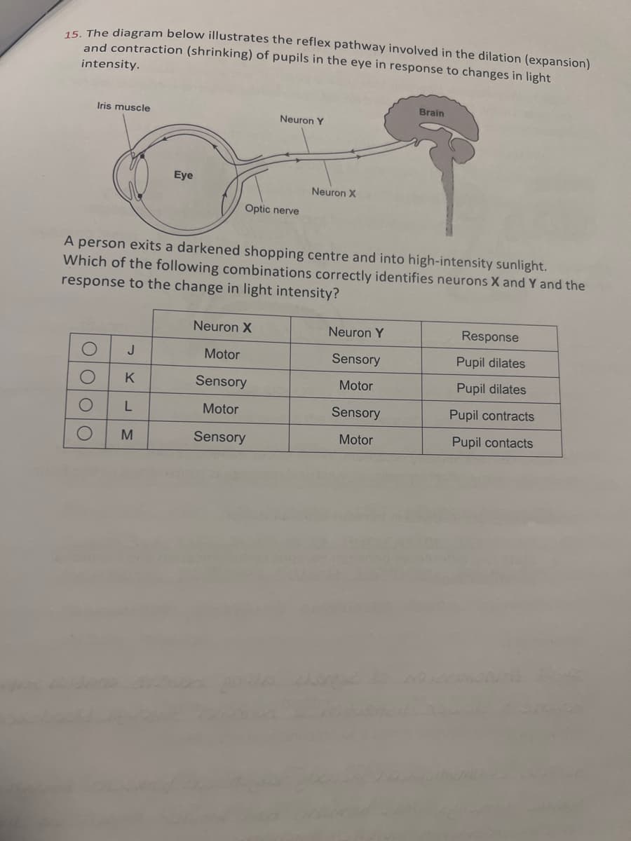 15. The diagram below illustrates the reflex pathway involved in the dilation (expansion)
and contraction (shrinking) of pupils in the eye in response to changes in light
intensity.
Iris muscle
οι οποίο
Eye
J
K
L
M
Neuron Y
Optic nerve
A person exits a darkened shopping centre and into high-intensity sunlight.
Which of the following combinations correctly identifies neurons X and Y and the
response to the change in light intensity?
Neuron X
Motor
Sensory
Motor
Sensory
Neuron X
Brain
Neuron Y
Sensory
Motor
Sensory
Motor
Response
Pupil dilates
Pupil dilates
Pupil contracts
Pupil contacts