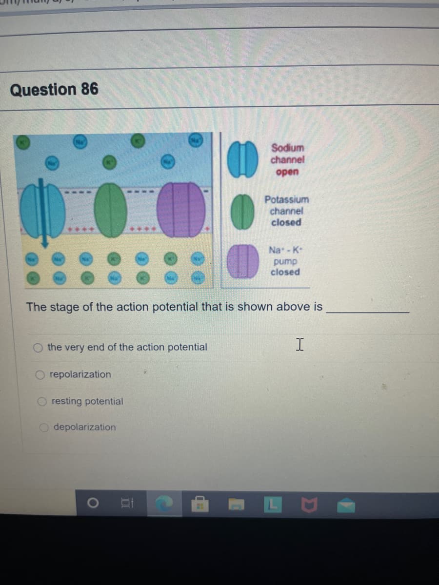 Question 86
Sodium
channel
open
Potassium
channel
closed
+***
Na - K-
pump
closed
The stage of the action potential that is shown above is
O the very end of the action potential
O repolarization
O resting potential
O depolarization
